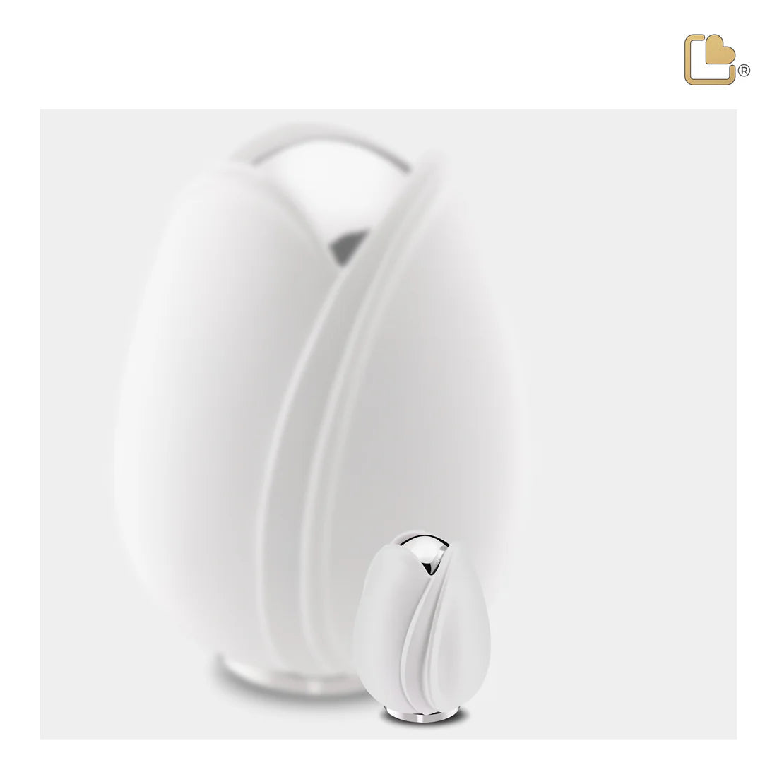 Tulip White (Keepsake)*