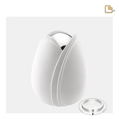 Tulip White (Medium)*