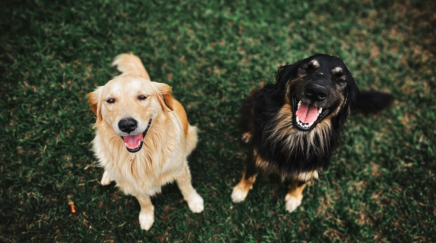 Pet Memorial Services Cornwall and Eastern Ontario