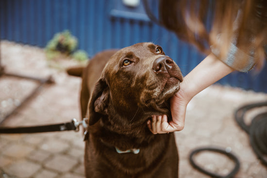 Pet memorial supplier Ontario